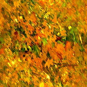 Imagenes y texturas de Otonyo