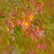 Imagenes y texturas de Otonyo