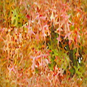 Imagenes y texturas de Otonyo