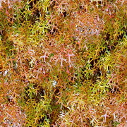 Imagenes y texturas de Otonyo