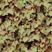 Imagenes y texturas de Otonyo