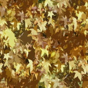 Imagenes y texturas de Otonyo