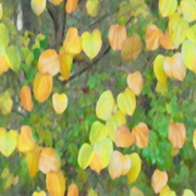 Imagenes y texturas de Otonyo