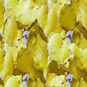 Imagenes y texturas de Otonyo