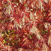 Imagenes y texturas de Otonyo