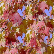 Imagenes y texturas de Otonyo