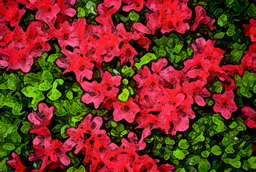 Imagenes y texturas de Pintura