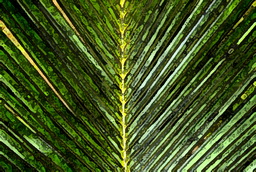 Imagenes y texturas de Pintura